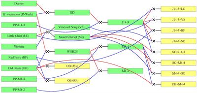 Genetic dissection of stem and leaf rachis <mark class="highlighted">prickle</mark>s in diploid rose using a pedigree-based QTL analysis